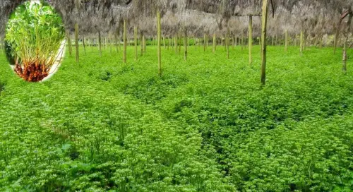 利川南坪一里香富硒大米