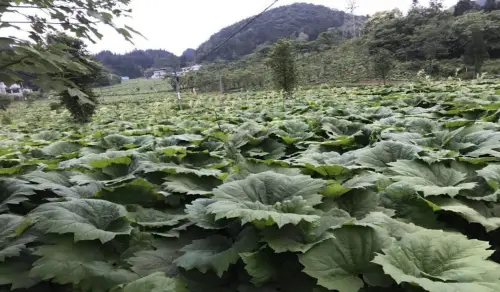 利川南坪一里香富硒大米