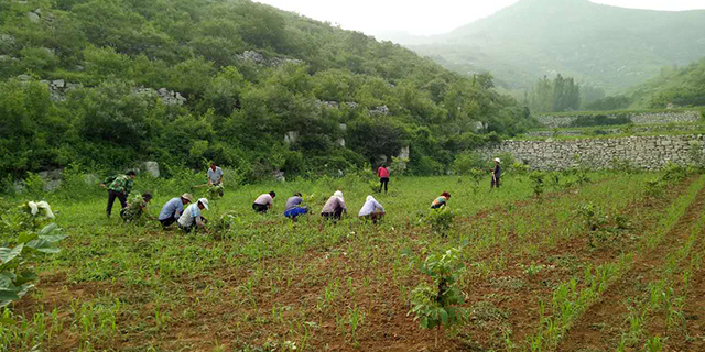 新疆无添加月子米多少钱一斤,月子米