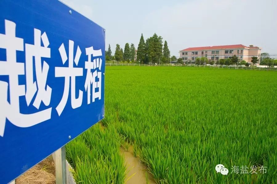 鸭田富硒大米多少钱1斤