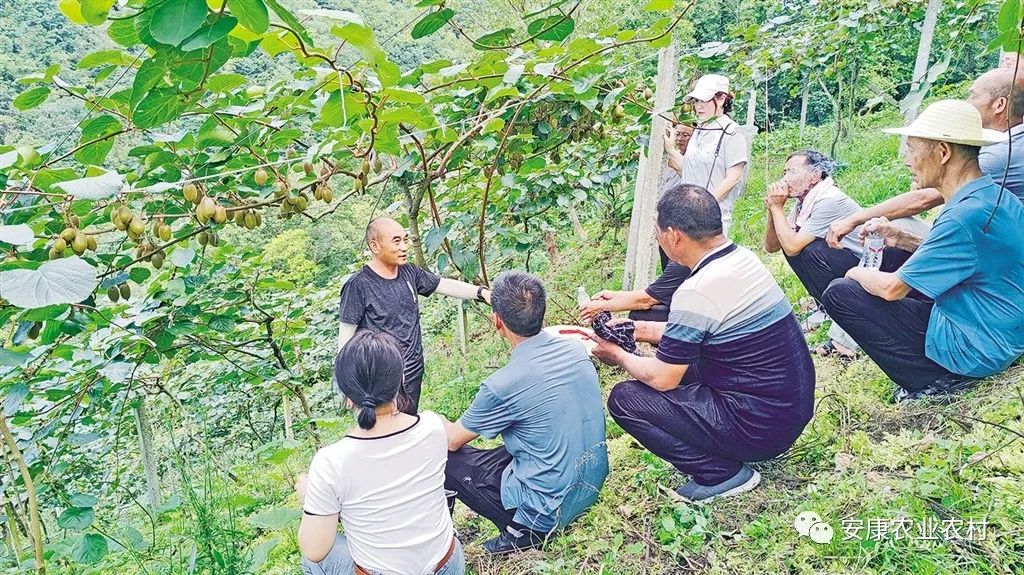 大山第一村富硒大米价格