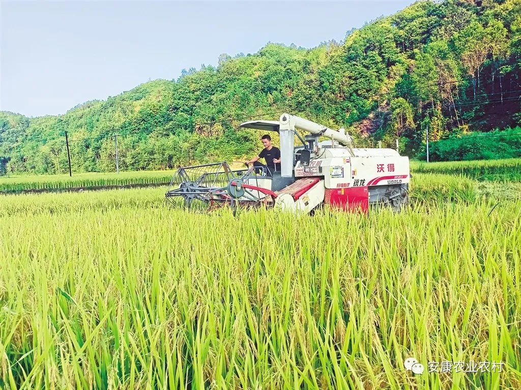 大山第一村富硒大米价格