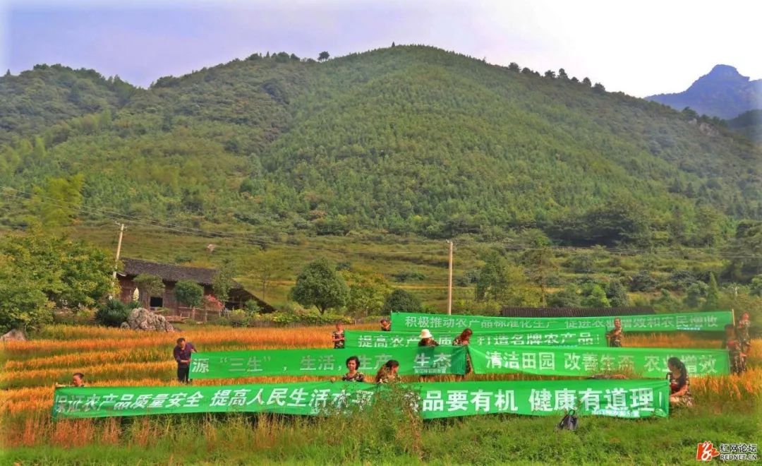 大山第一村富硒大米价格