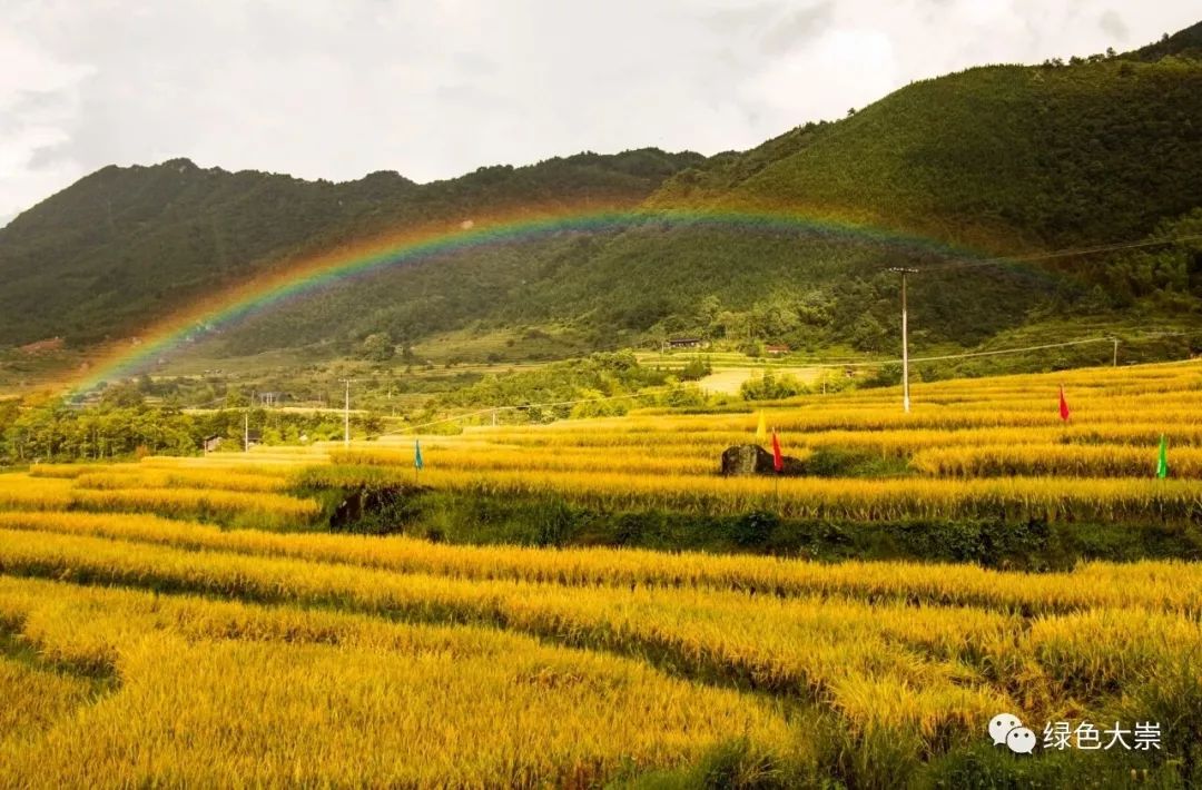 大山第一村富硒大米价格