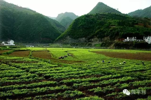 大山第一村富硒大米价格