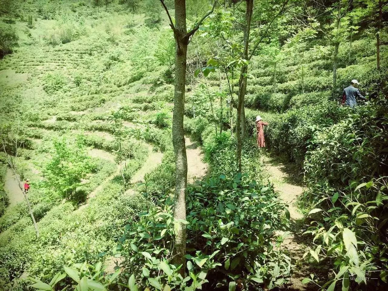 大山第一村富硒大米价格