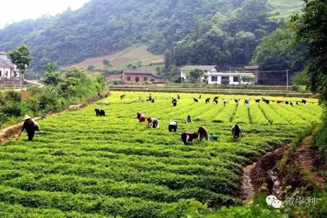 大山第一村富硒大米价格