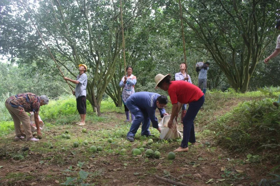 陆川县富硒大米哪可以买