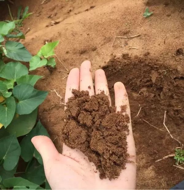 桥头地瓜与富硒地瓜区别