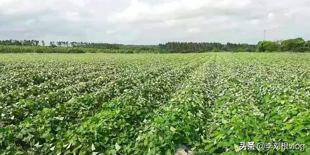 富硒板栗地瓜有什么作用