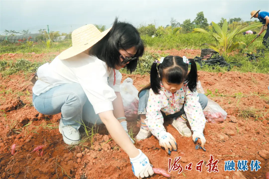 桥头富硒地瓜亩产多少钱