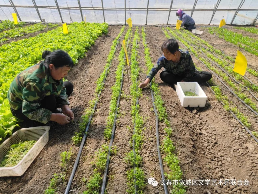 吉林市富硒地瓜种植面积