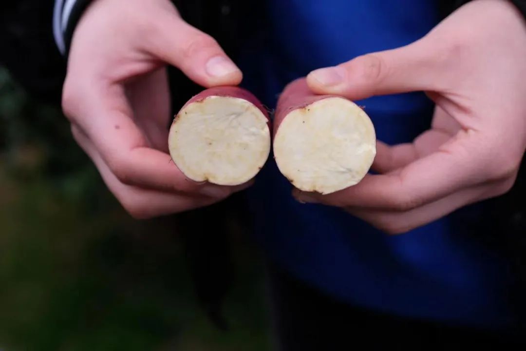 富硒地瓜和烟薯哪个好吃