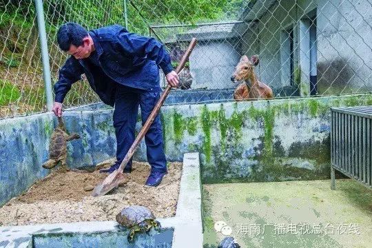 富硒地瓜好不好种呀视频