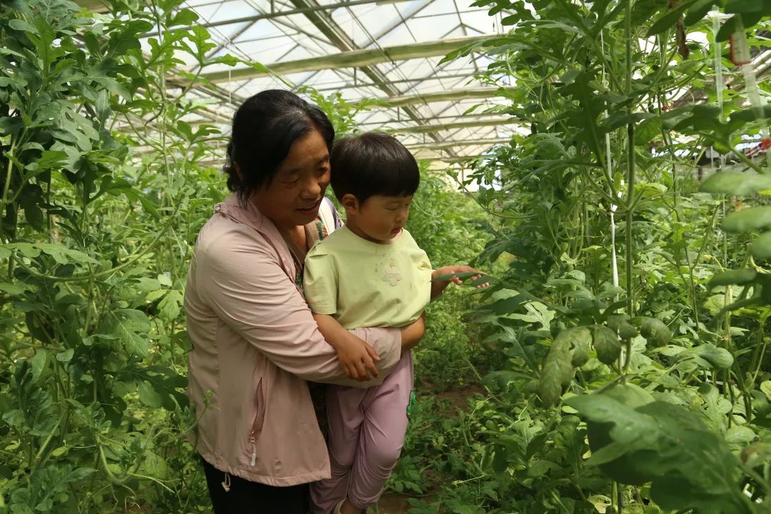 桥头富硒地瓜农业合作社