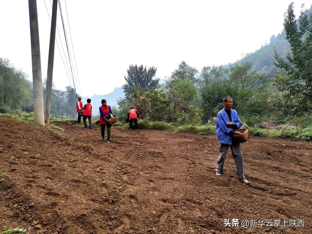 富硒黑小麦面粉营养价值