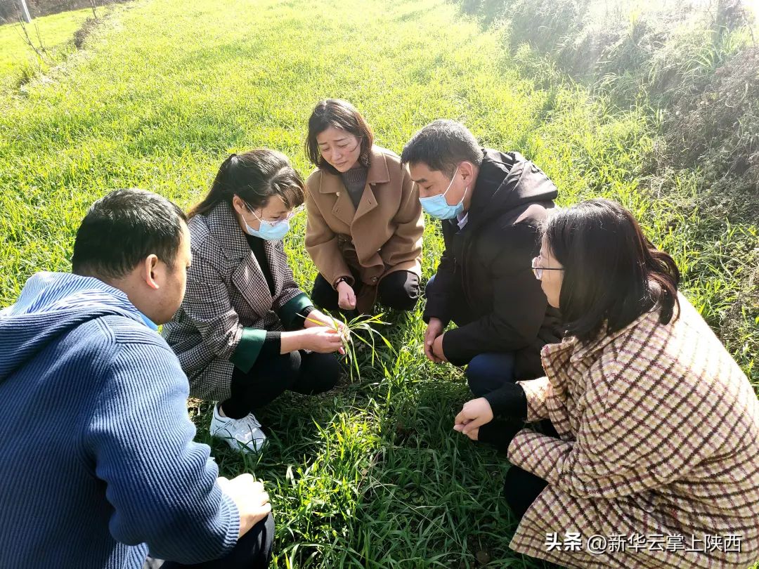 富硒黑小麦面粉营养价值