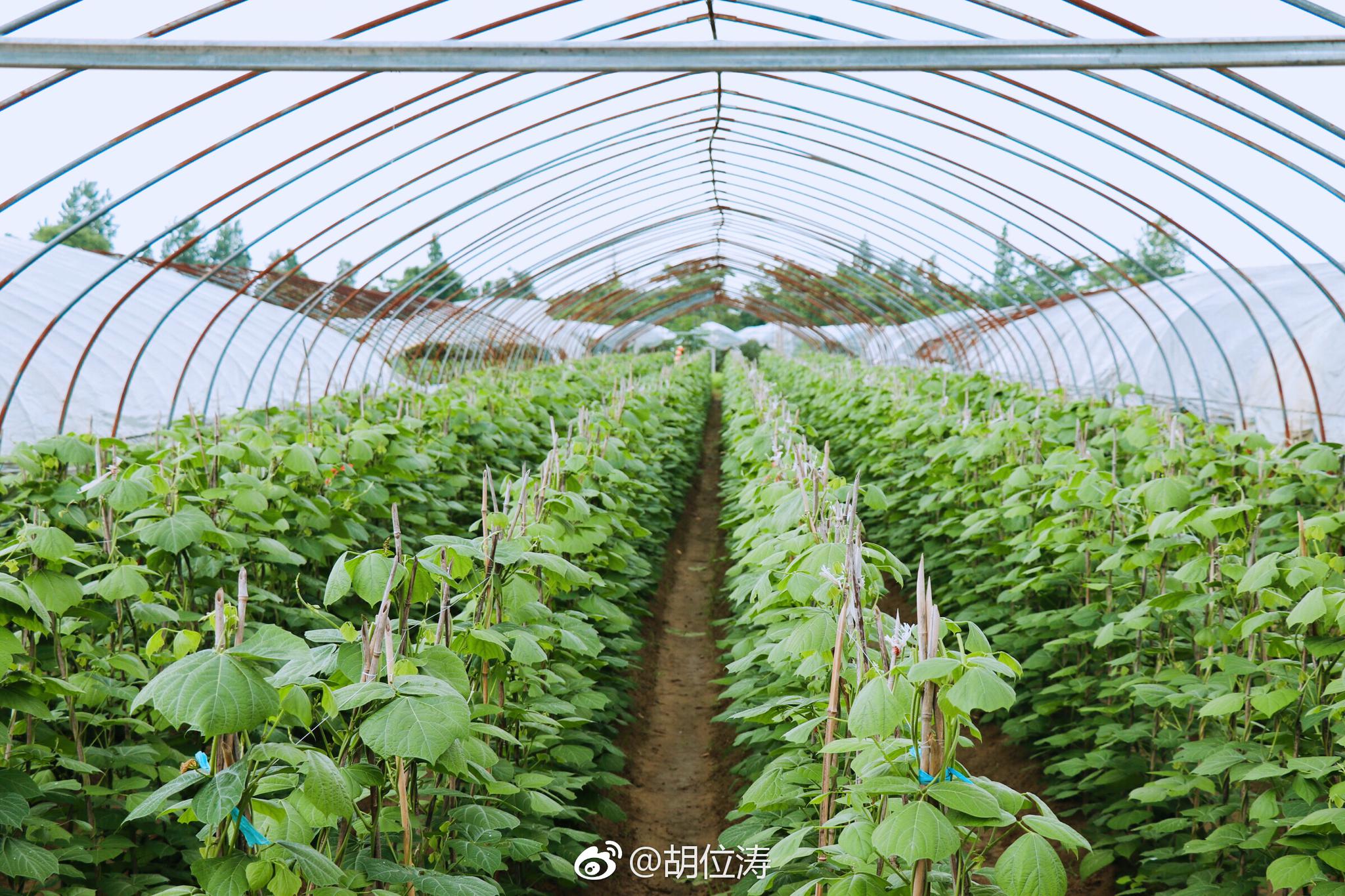 渠岸乡富硒蔬菜基地项目