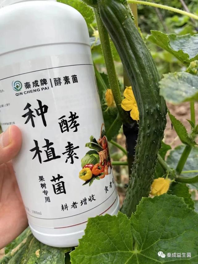 富硒酵素蔬菜有哪些品种