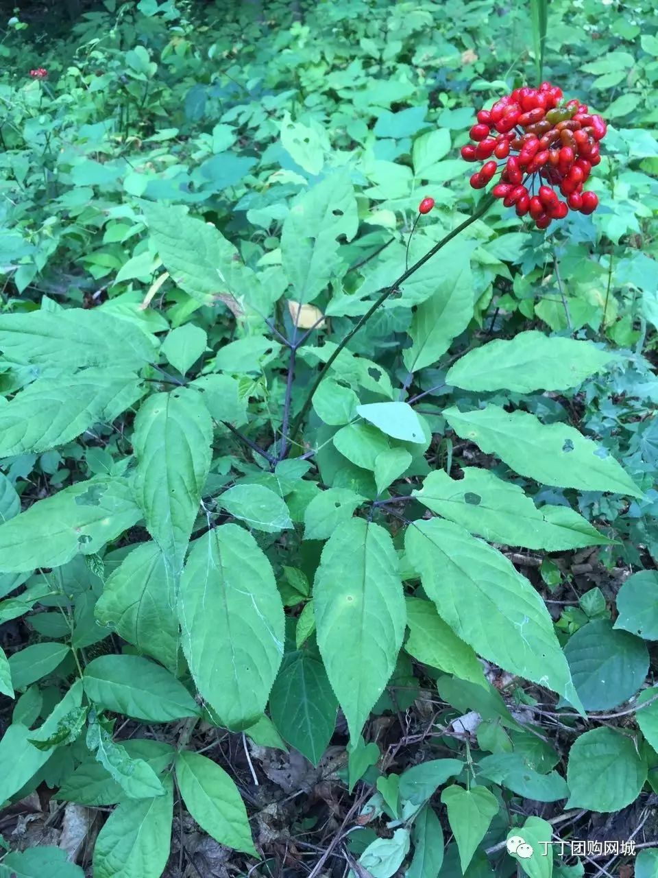 大山深处的富硒水果蔬菜