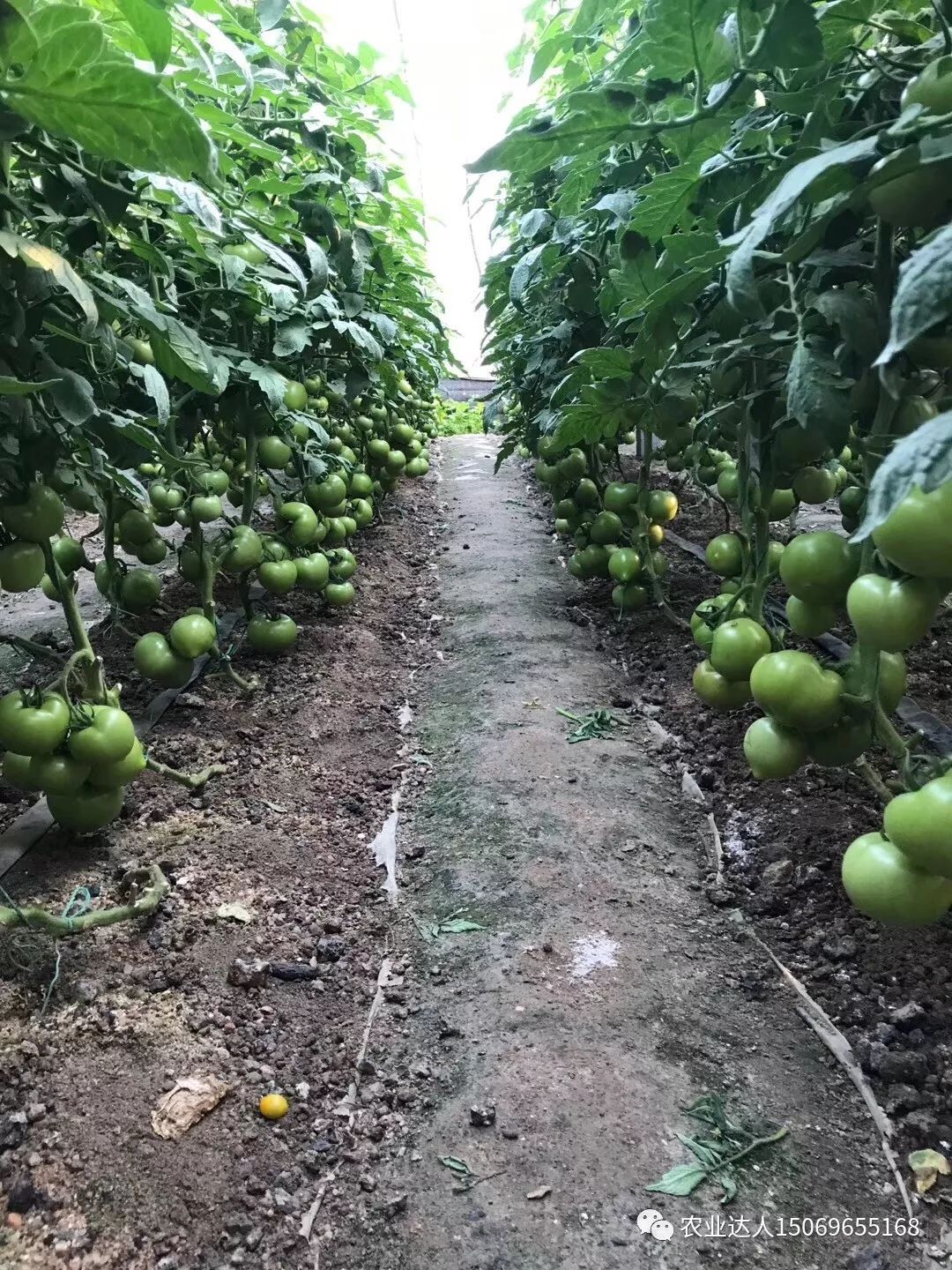 富硒蔬菜的种植技术视频