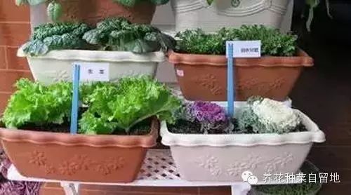 阳台如何种植富硒蔬菜呢