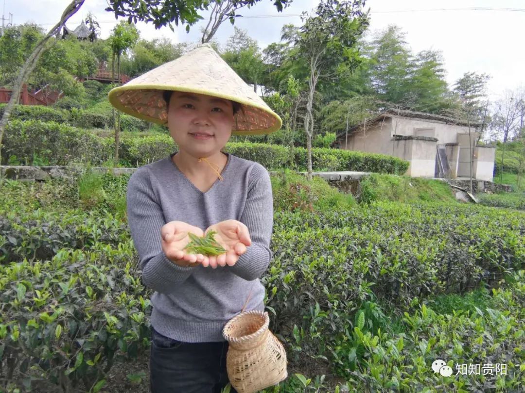 南江乡富硒蔬菜种植面积