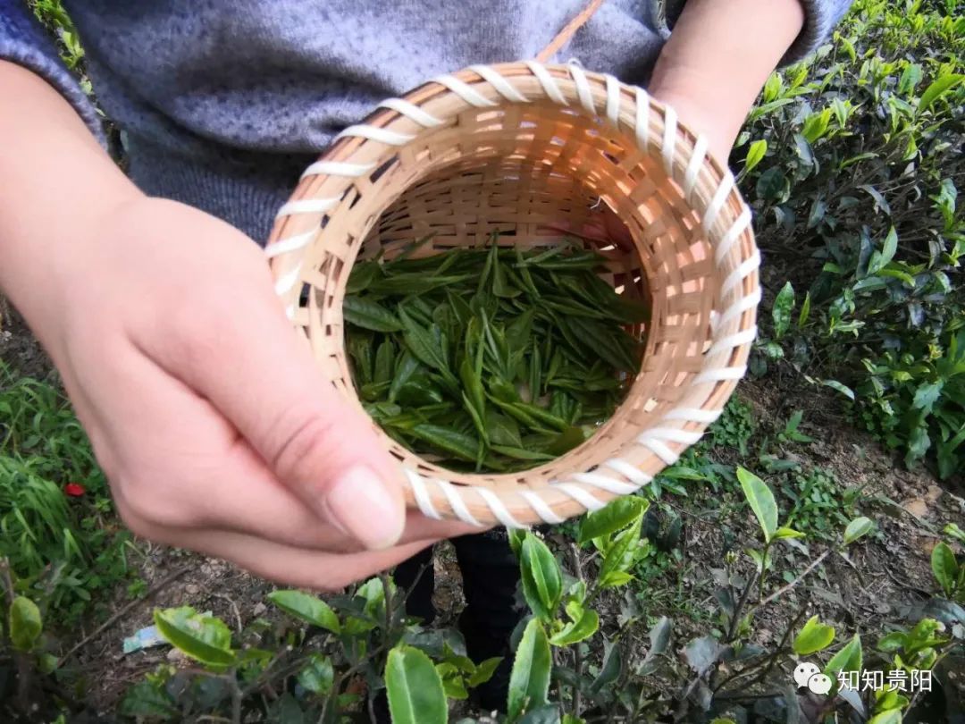 南江乡富硒蔬菜种植面积