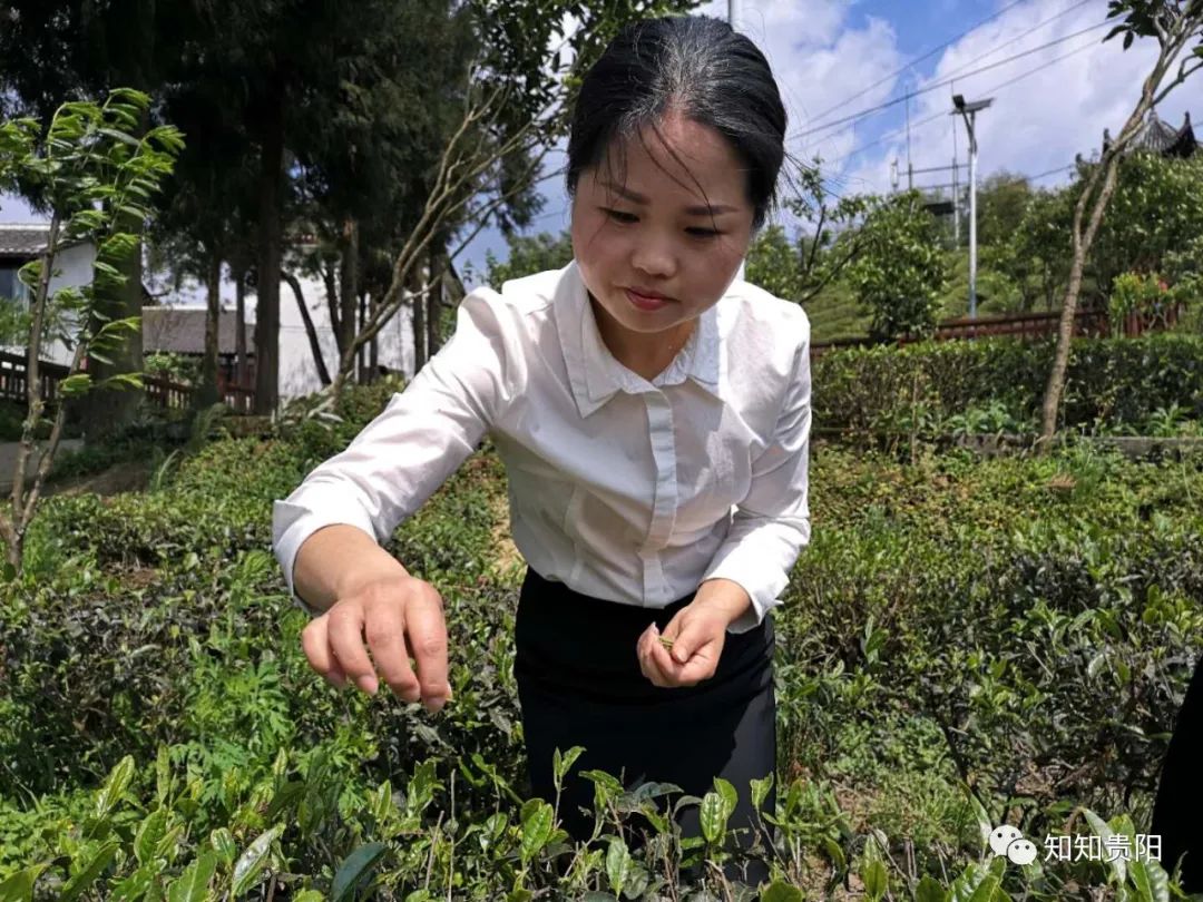 南江乡富硒蔬菜种植面积