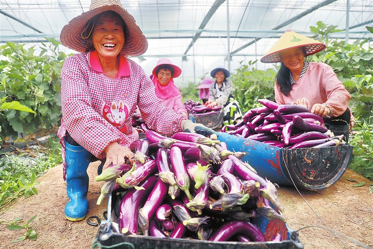 于都县梓山富硒蔬菜特色