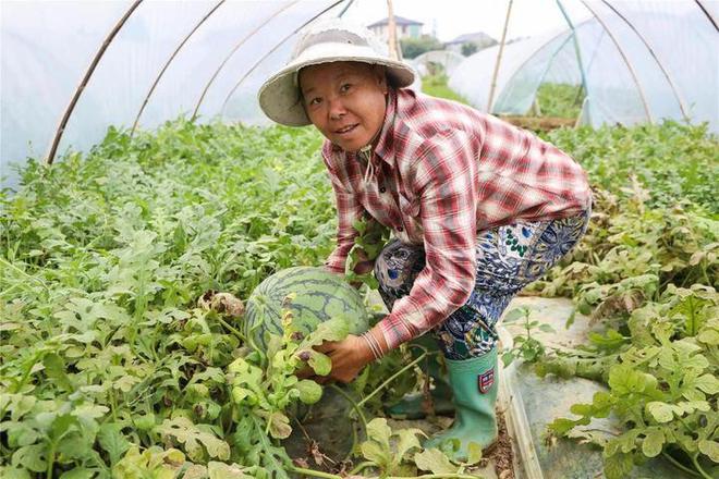 富硒土壤种植什么水果好