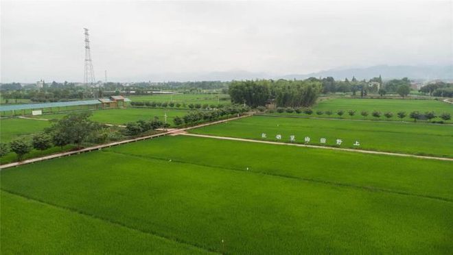 富硒土壤种植什么水果好