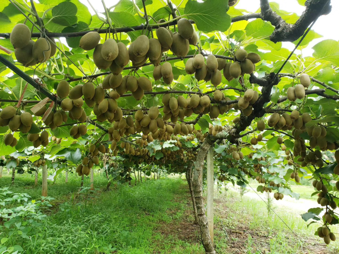 富硒水果标准化基地建设