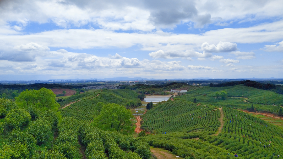 富硒水果标准化基地建设