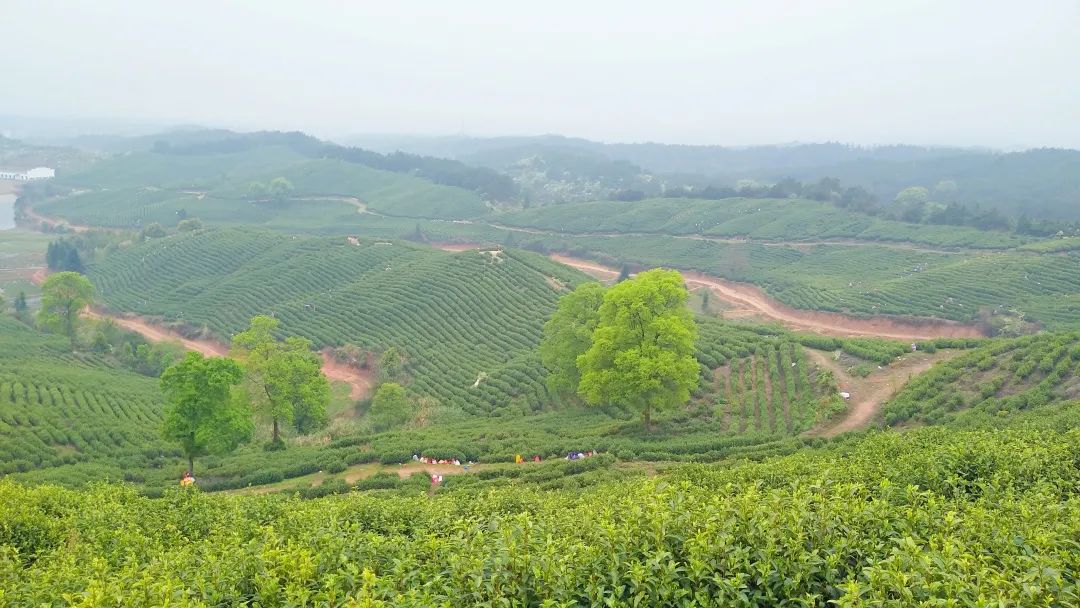 富硒水果标准化基地建设