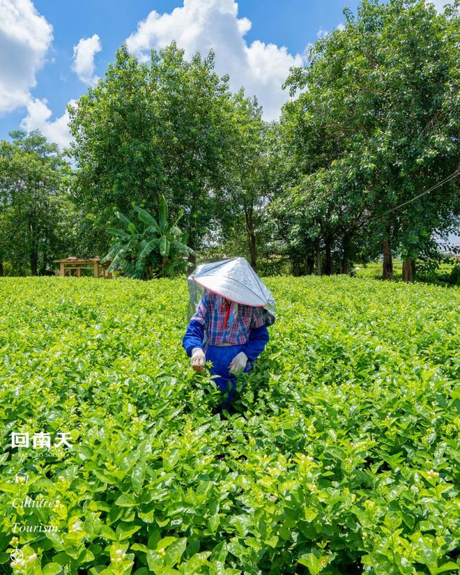 含富硒土地种什么水果树