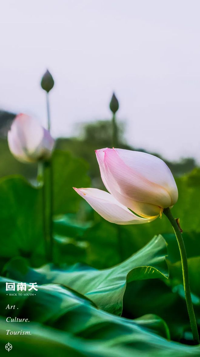 含富硒土地种什么水果树