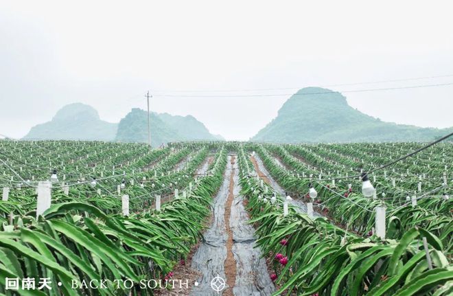 含富硒土地种什么水果树