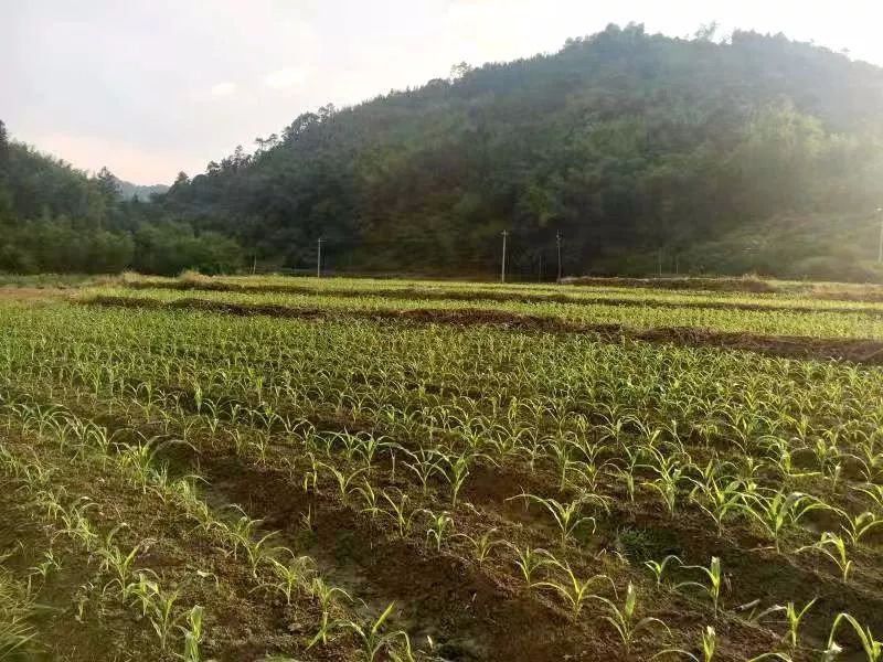 富硒水果生产基地的条件