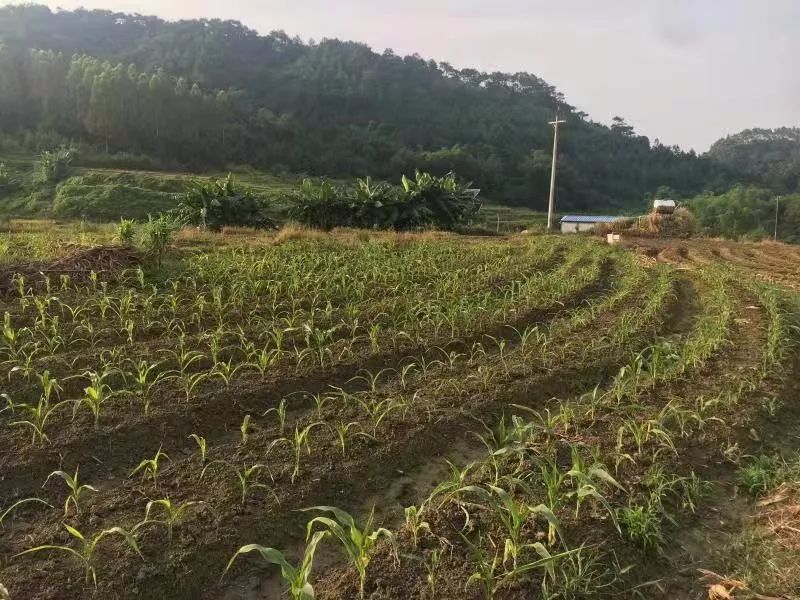 富硒水果生产基地的条件