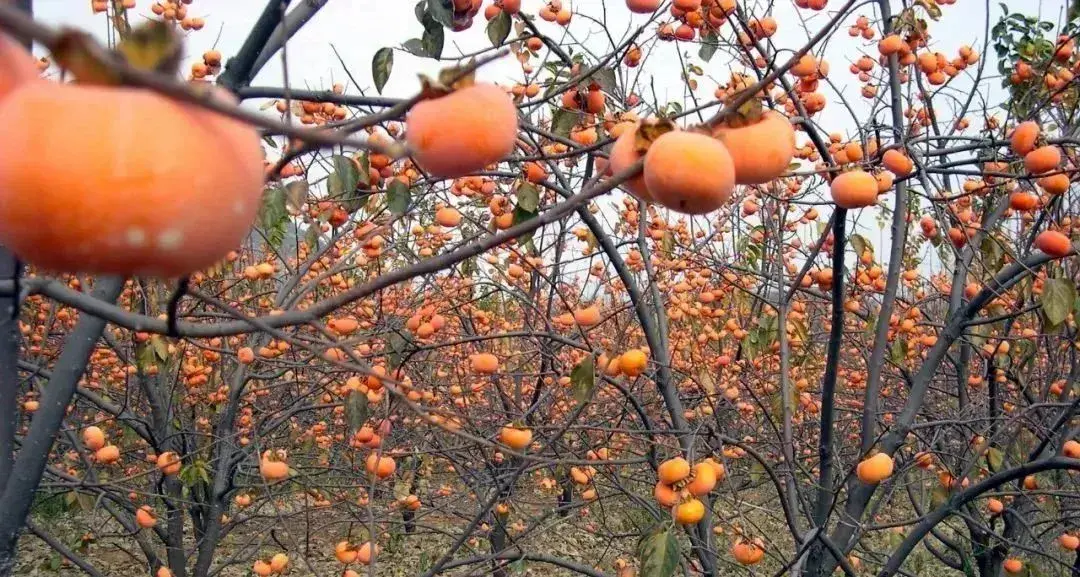 富硒果是一种什么水果呢