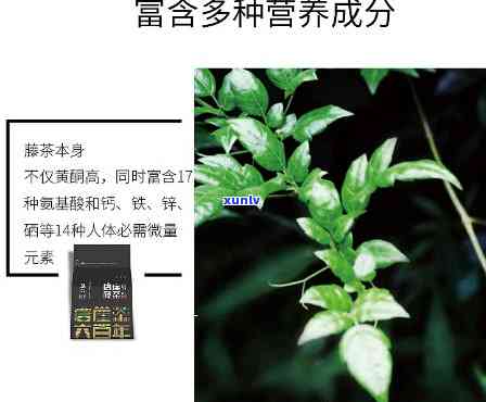 藤茶有什么作用效果和功效，揭示藤茶的神奇作用与功效，你不可不知的秘密！