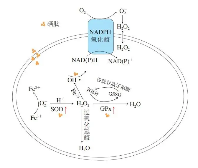 硒源硒蛋白肽的产品优势