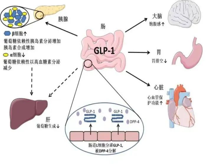 司美格鲁肽减肥效果好吗